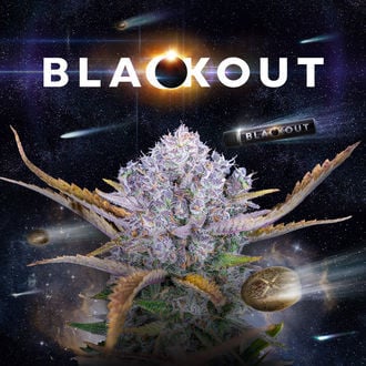 Blackout Autoflower (FastBuds x Zamnesia Seeds) feminized