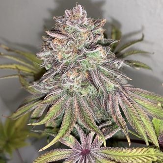 Limón Picón (Purple City Genetics) regular