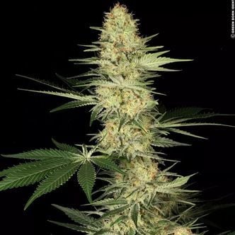 Lucid Bolt (Paradise Seeds) feminisiert