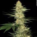 Lucid Bolt (Paradise Seeds) feminized