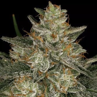 Dutch Kush (Paradise Seeds) feminisiert