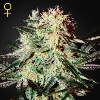 Arjan's Strawberry Haze (Greenhouse Seeds) feminisiert