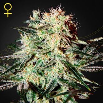 Arjan's Strawberry Haze (Greenhouse Seeds) feminisiert