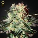 Arjan's Strawberry Haze (Greenhouse Seeds) feminisiert