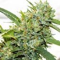 Vision Kosher (Vision Seeds) Feminized