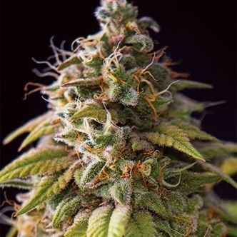 Caramel Monster (Vision Seeds) feminisiert