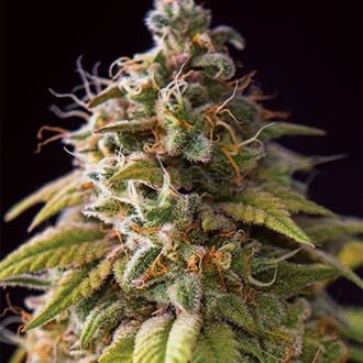 Caramel Monster (Vision Seeds) feminized