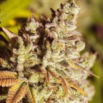 Vision Gorilla (Vision Seeds) feminisiert