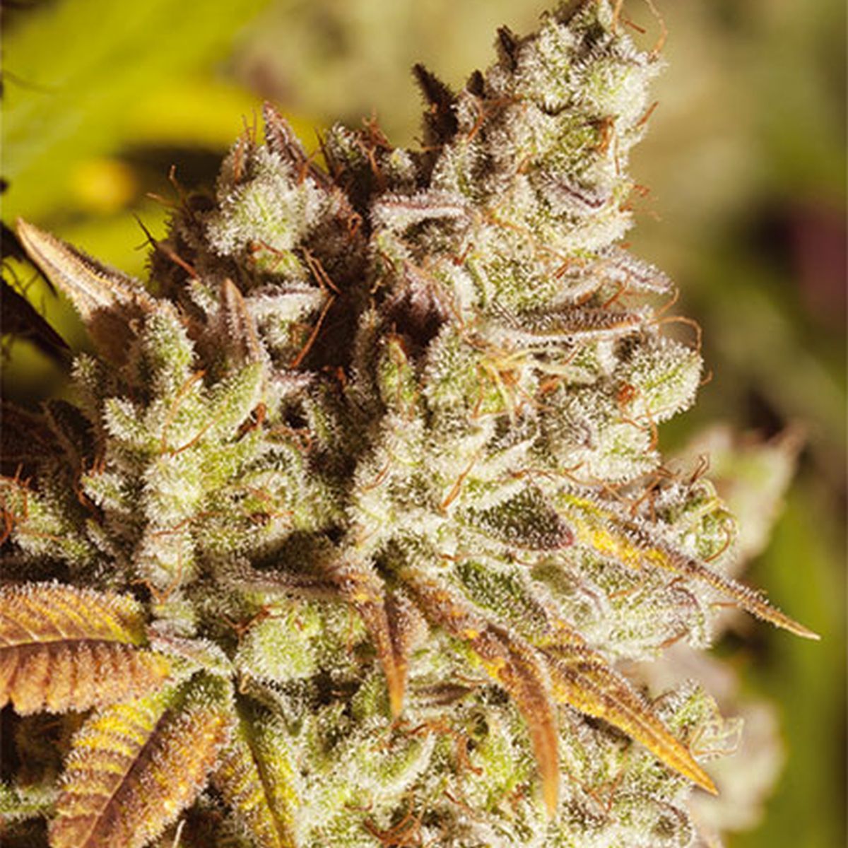 Gorilla Feminisiert (Ps Seeds)