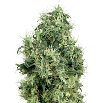 White Gold (White Label) feminized