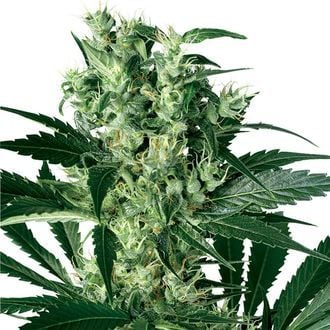 X-Haze (White Label) feminized