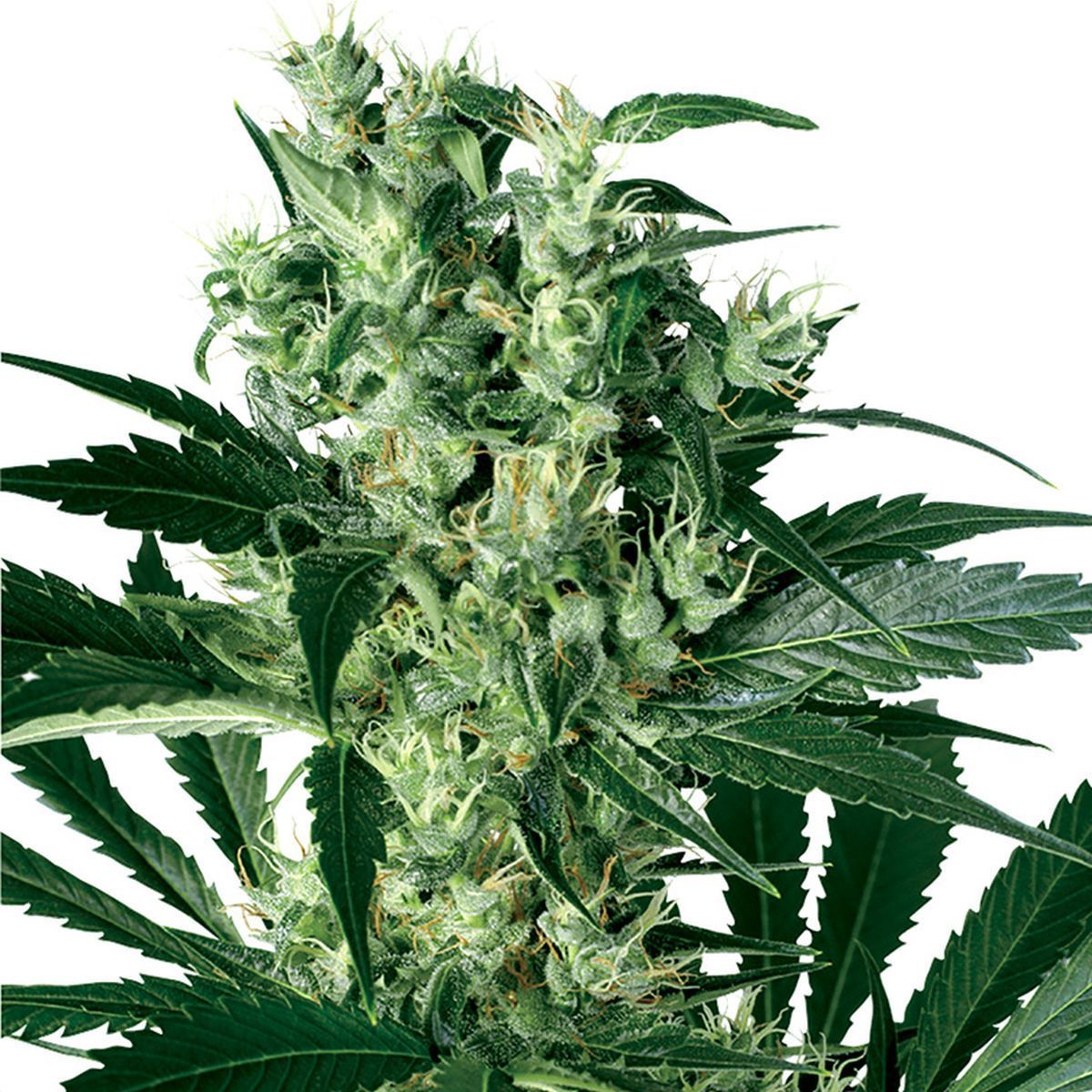 White Skunk Feminisiert (Sensi Seeds)