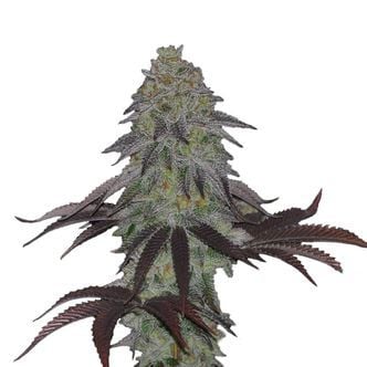 AK Choco Kush (Amsterdam Genetics) feminized