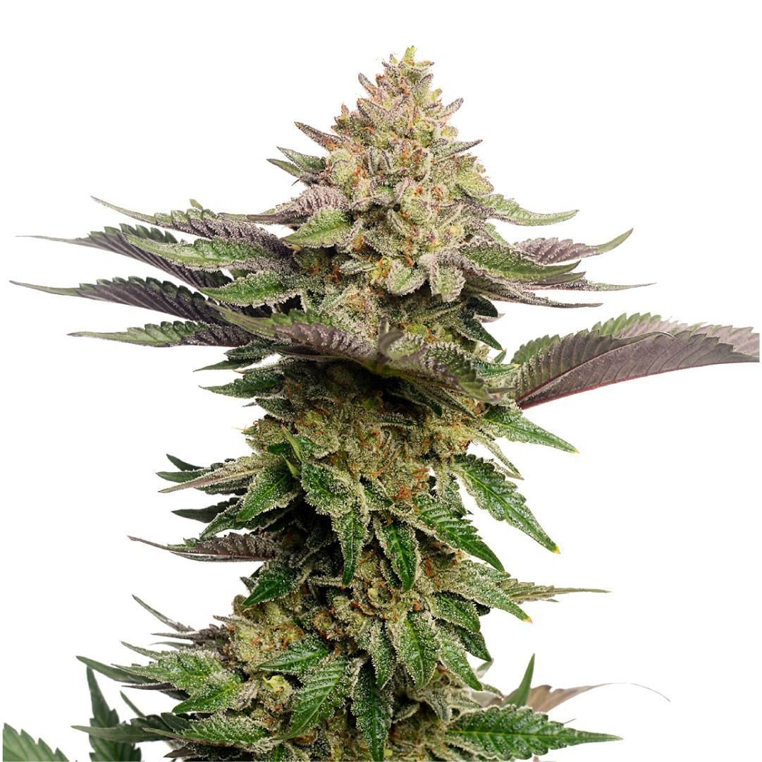 Strawberry Gummies Feminisiert (Grounded Genetics)