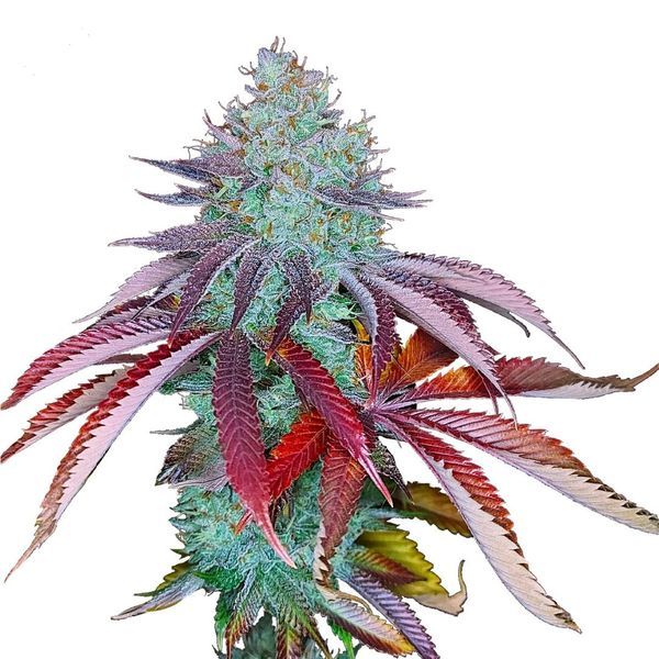 Pineapple Kush | Amsterdam Genetics - Zamnesia