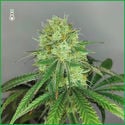 Sketch (Amsterdam Genetics) Feminized