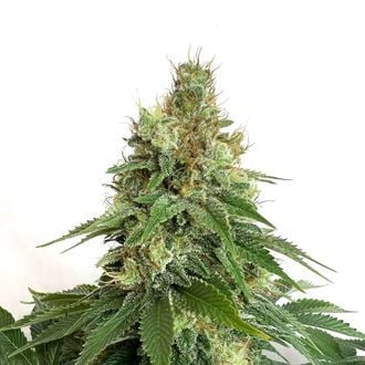 Double Blue (Amsterdam Genetics) feminisiert