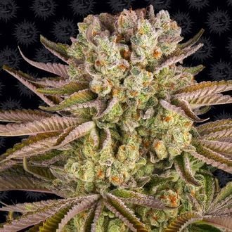 Pineapple Express (Barney's Farm) feminisiert