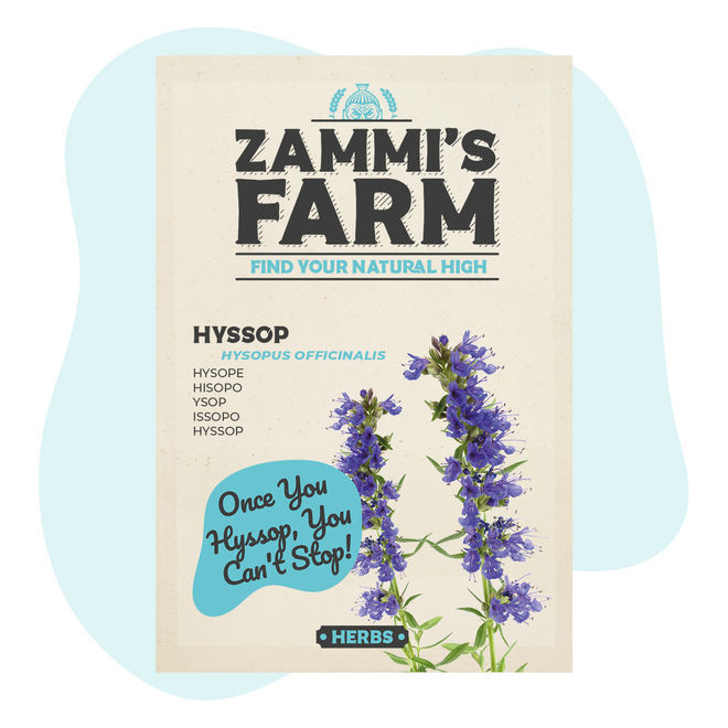 10x Hysop (Hyssopus officinalis) (per 10