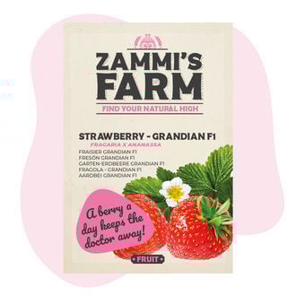 Garten-Erdbeere Grandian F1 (Fragaria x ananassa) Samen