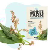 Sauerampfer (Rumex acetosa) Samen