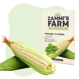 Popcorn (Zea mays) Seeds - F1 Hybrid