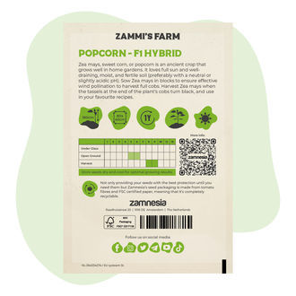 Popcorn (Zea mays) Seeds - F1 Hybrid
