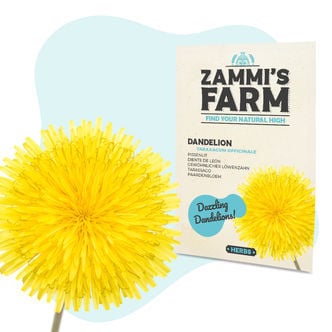 Löwenzahn (Taraxacum officinale) Samen