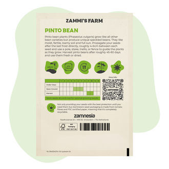 Pinto Bean (Phaseolus vulgaris) Seeds