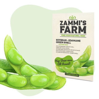 Soybean 'Edamame Green Shell' (Glycine max) Seeds