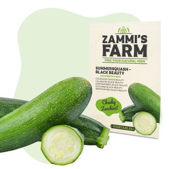 Zucchini 'Black Beauty' (Cucurbita pepo) Samen