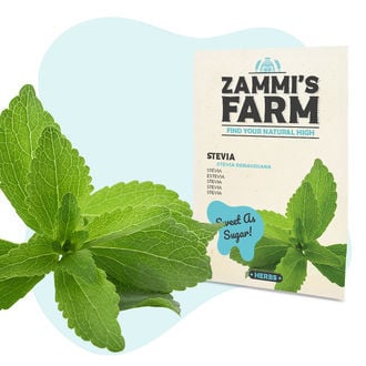 Stevia (Stevia rebaudiana) Samen