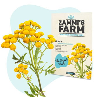 Tansy (Tanacetum vulgare) Seeds