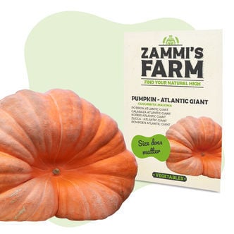 Atlantic Giant Pumpkin (Cucurbita maxima) Seeds