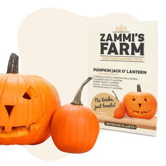 Kürbis Jack O' Lantern (Cucurbita pepo) Samen