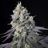 Purple Mintz (Paradise Seeds) Feminized
