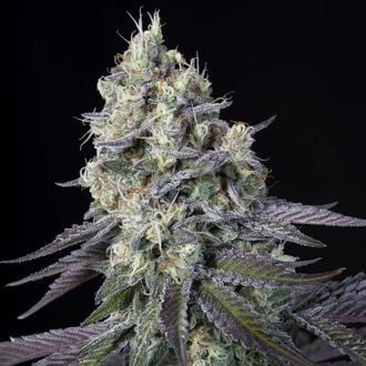 Purple Mints (Paradise Seeds) feminized