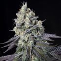 Purple Mints (Paradise Seeds) feminisiert