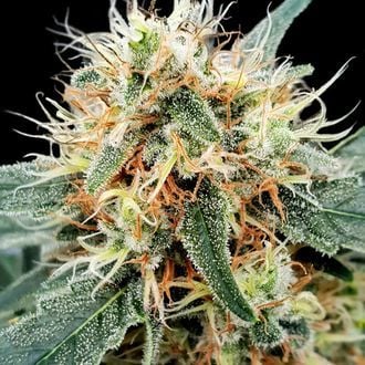 Stromboli Auto (Paradise Seeds) feminized