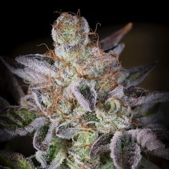 Sweetopia (Paradise Seeds) Feminized