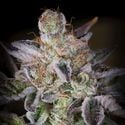 Sweetopia (Paradise Seeds) feminized