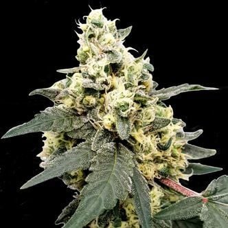 Lemonade Auto (Paradise Seeds) feminized