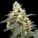 Lemonade Auto (Paradise Seeds) feminisiert