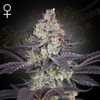 Ztrawberry (Greenhouse Seeds) feminisiert