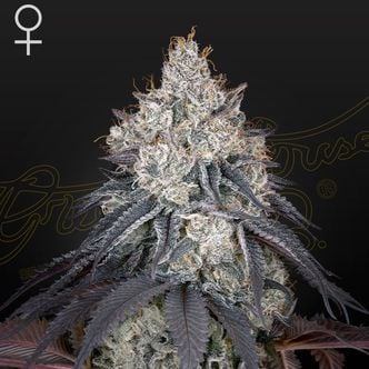 Lemon Orange (Greenhouse Seeds) feminisiert