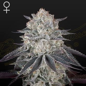 Fullgas! (Greenhouse Seeds) feminisiert