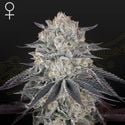 Fullgas! (Greenhouse Seeds) feminized