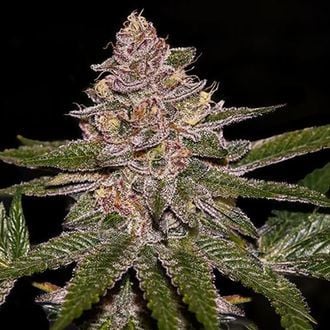 Radical Juice (Ripper Seeds) feminisiert