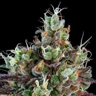 Sour Ripper (Ripper Seeds) feminisiert