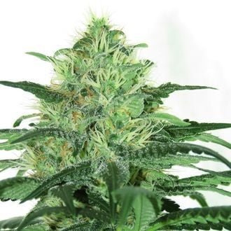 Sideral (Ripper Seeds) feminisiert